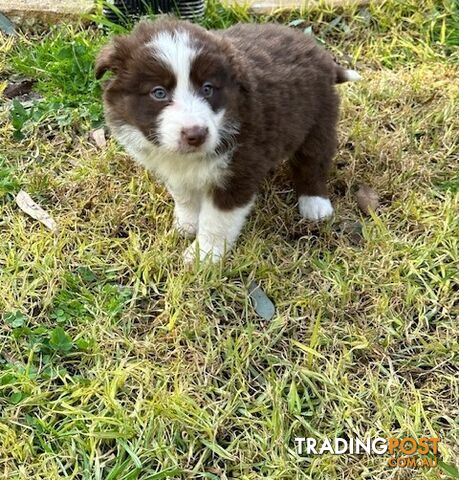 PURE BRED BORDER COLLIE PUPPIES