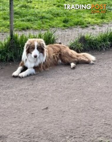 PURE BRED BORDER COLLIE PUPPIES