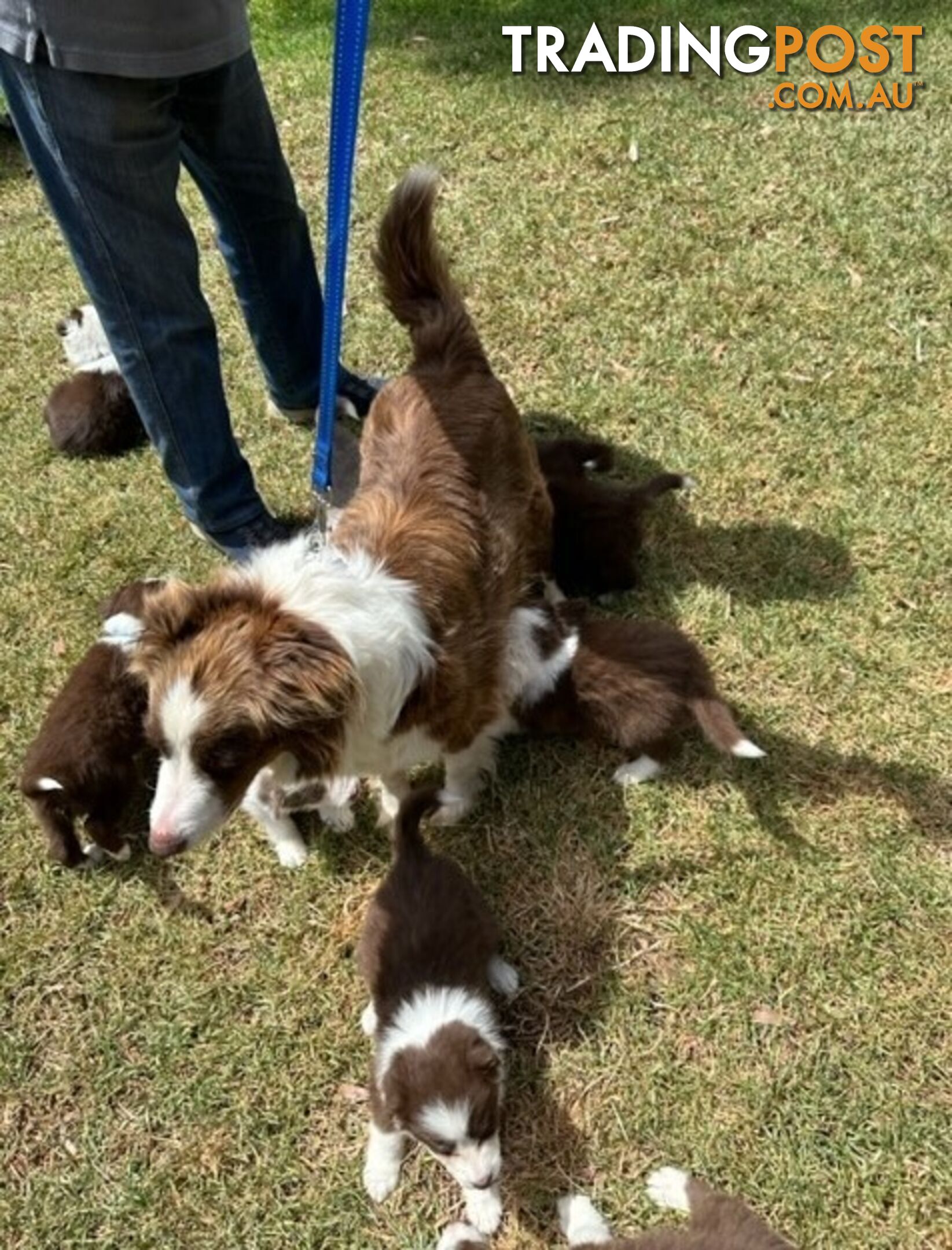 PURE BRED BORDER COLLIE PUPPIES