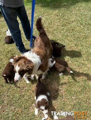 PURE BRED BORDER COLLIE PUPPIES