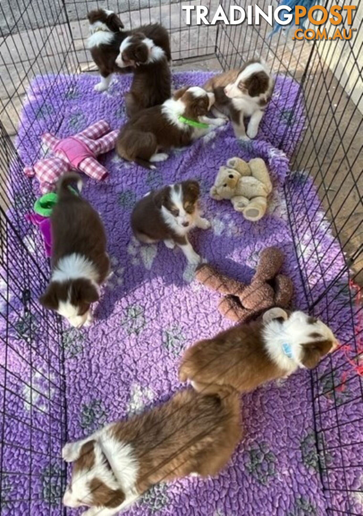 PURE BRED BORDER COLLIE PUPPIES