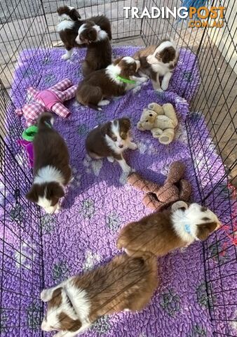 PURE BRED BORDER COLLIE PUPPIES