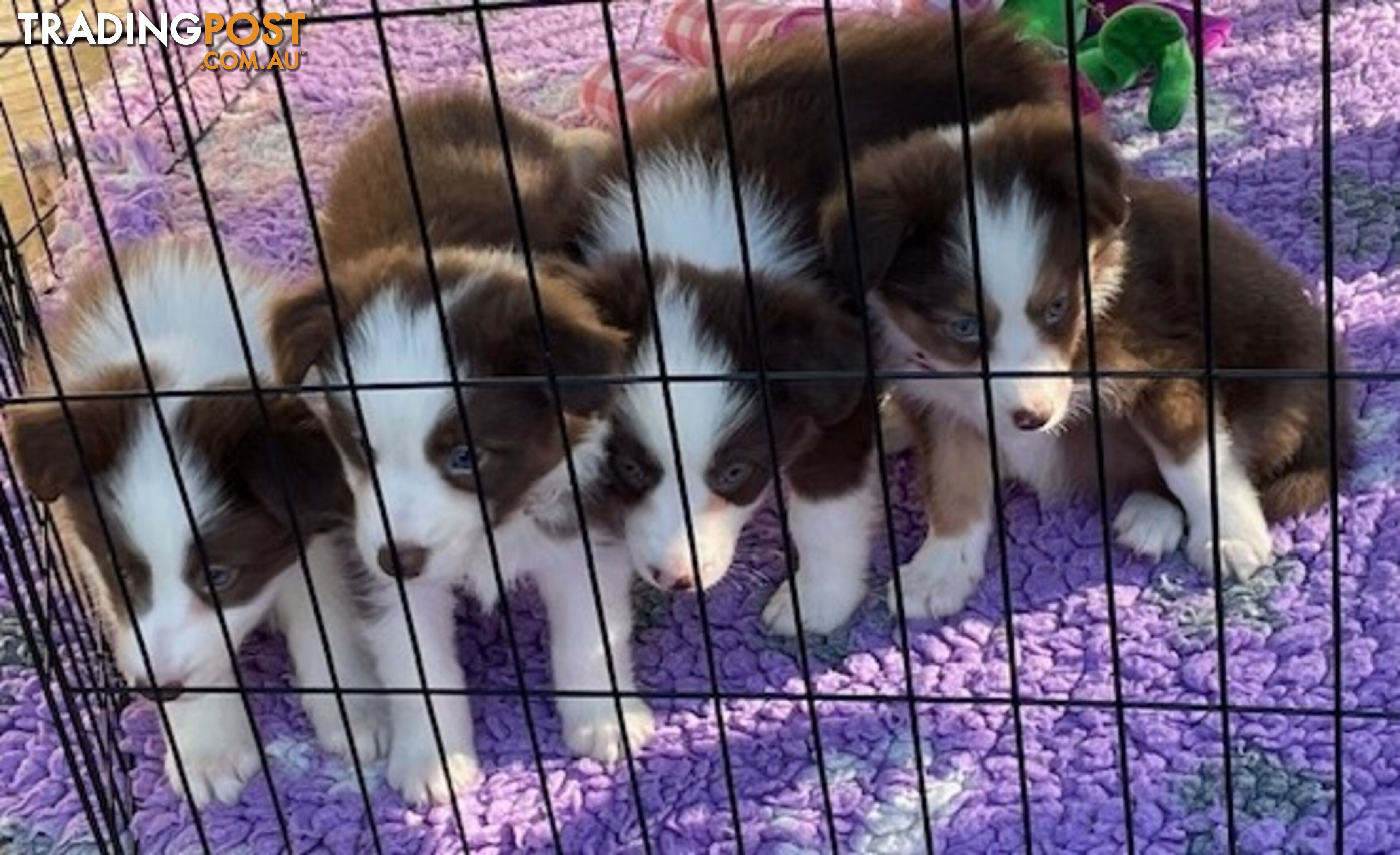 PURE BRED BORDER COLLIE PUPPIES