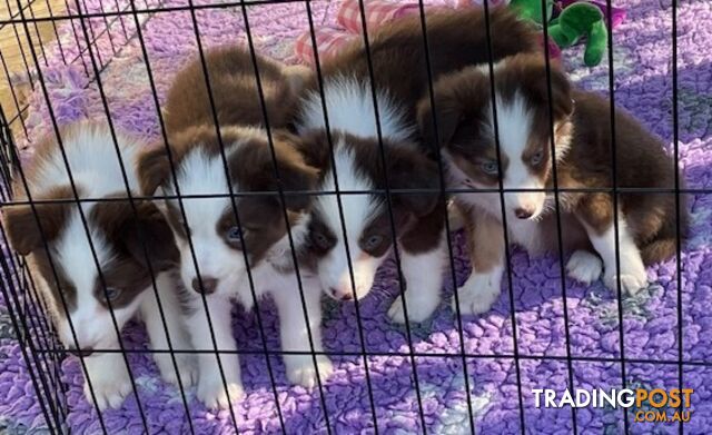 PURE BRED BORDER COLLIE PUPPIES - READY NOW