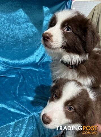 PURE BRED BORDER COLLIE PUPPIES - READY NOW