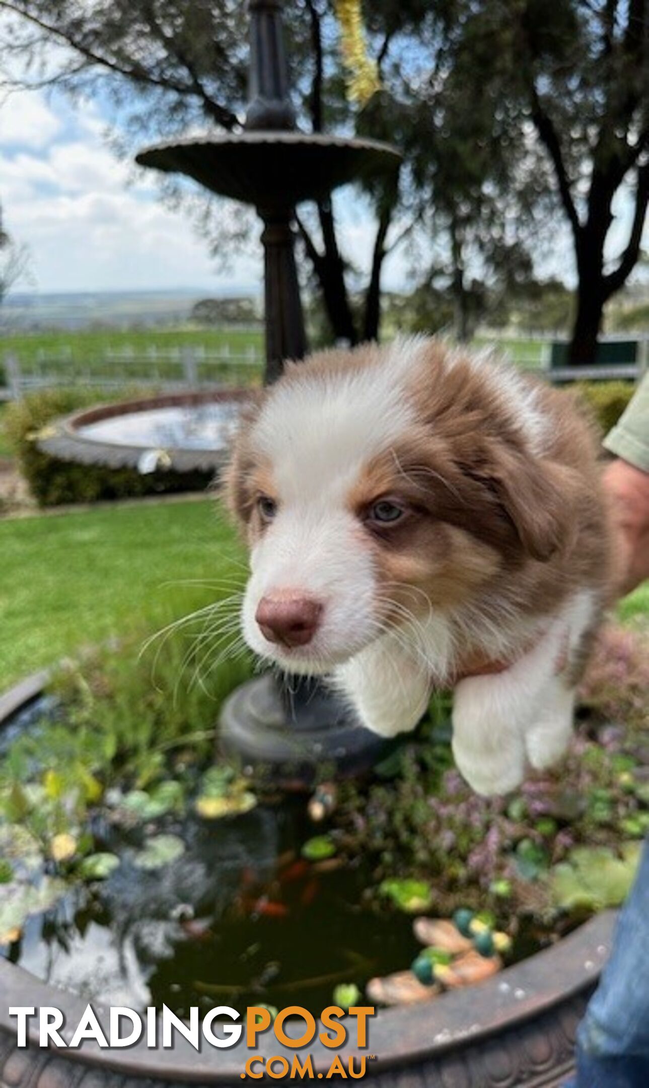 PURE BRED BORDER COLLIE PUPPIES