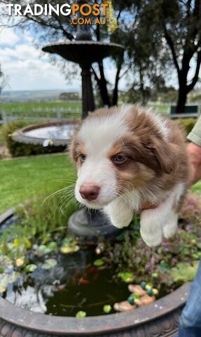 PURE BRED BORDER COLLIE PUPPIES