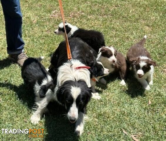 BORDER COLLIE PUPPIES