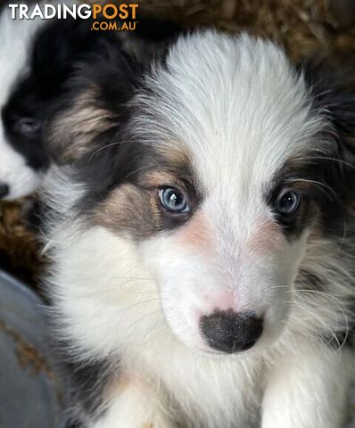 BORDER COLLIE PUPPIES