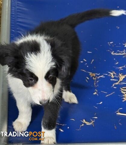 BORDER COLLIE PUPPIES