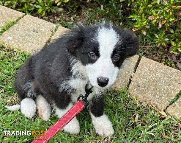 FEMALE BORDER COLLIE PUPPY