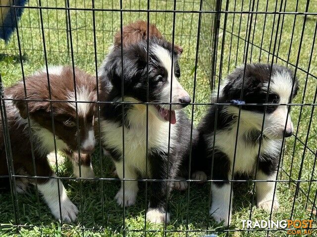 PURE BRED LONG HAIRED BORDER COLLIE PUPPIES