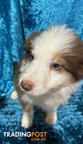 PURE BRED LONG HAIRED BORDER COLLIE PUPPIES