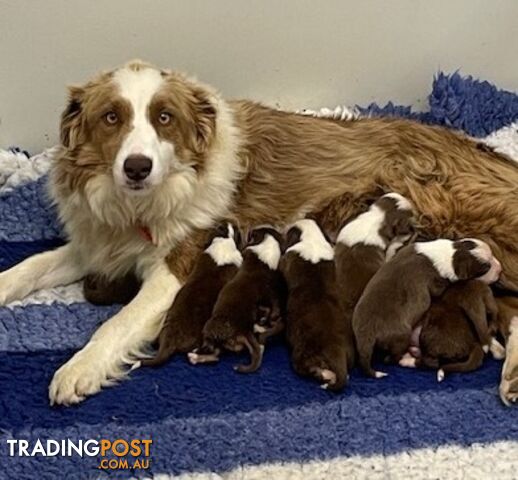 PURE BRED LONG HAIRED BORDER COLLIE PUPPIES