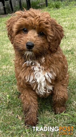 5 Month Old Female Cavoodle