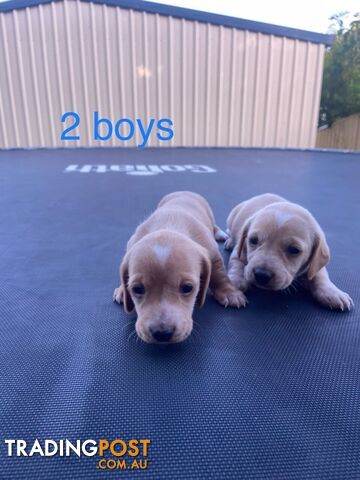 Dachshund Puppies