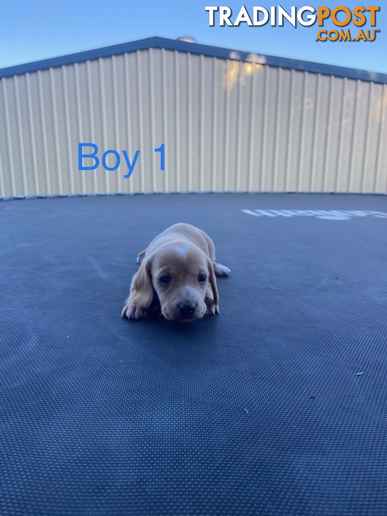 Free, 1 Male Dachshund Pup