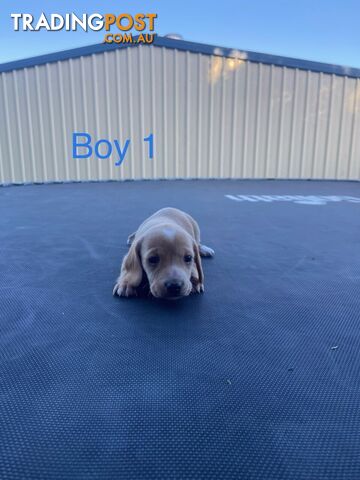 Free, 1 Male Dachshund Pup