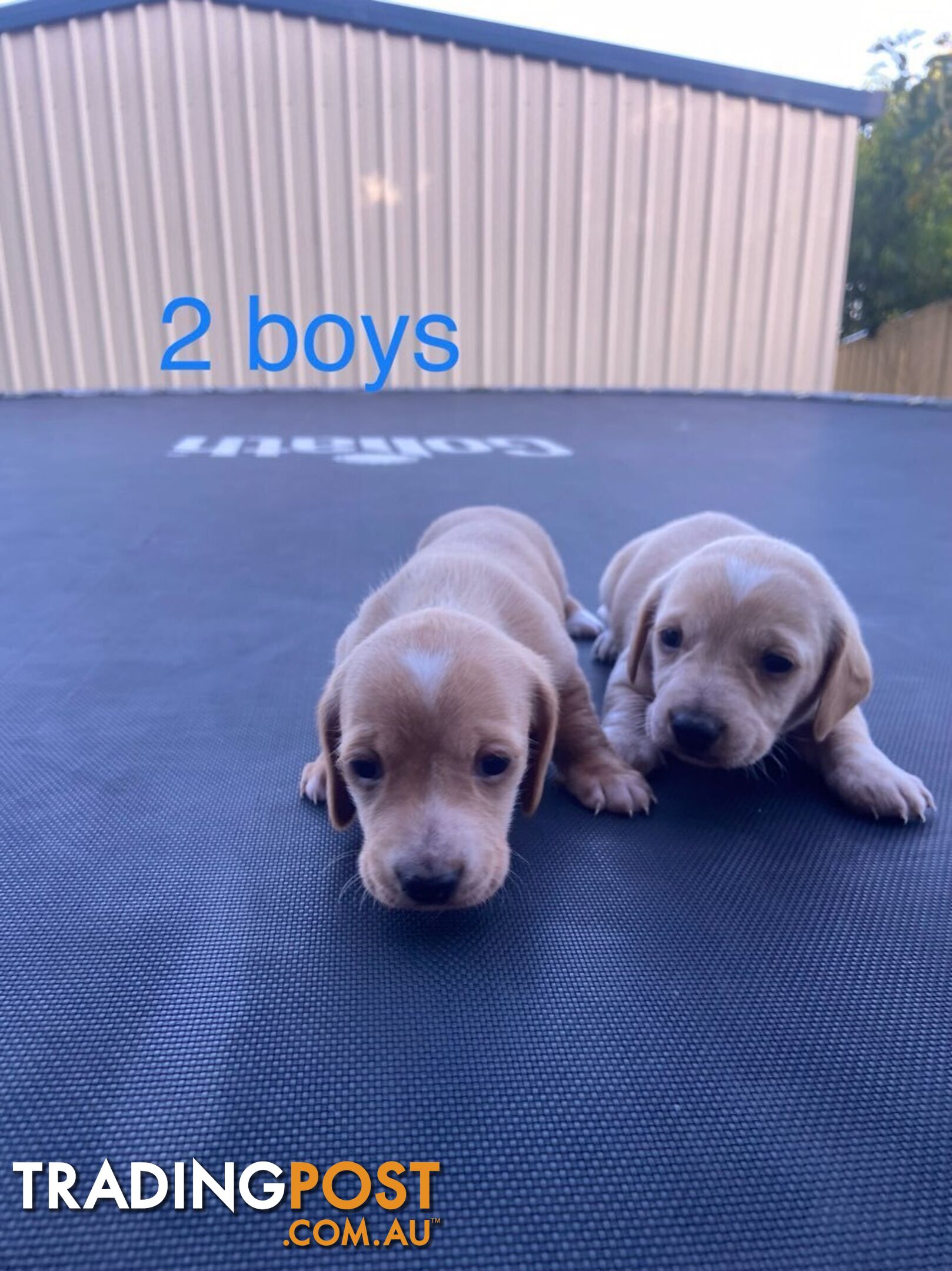 Free, 1 Male Dachshund Pup