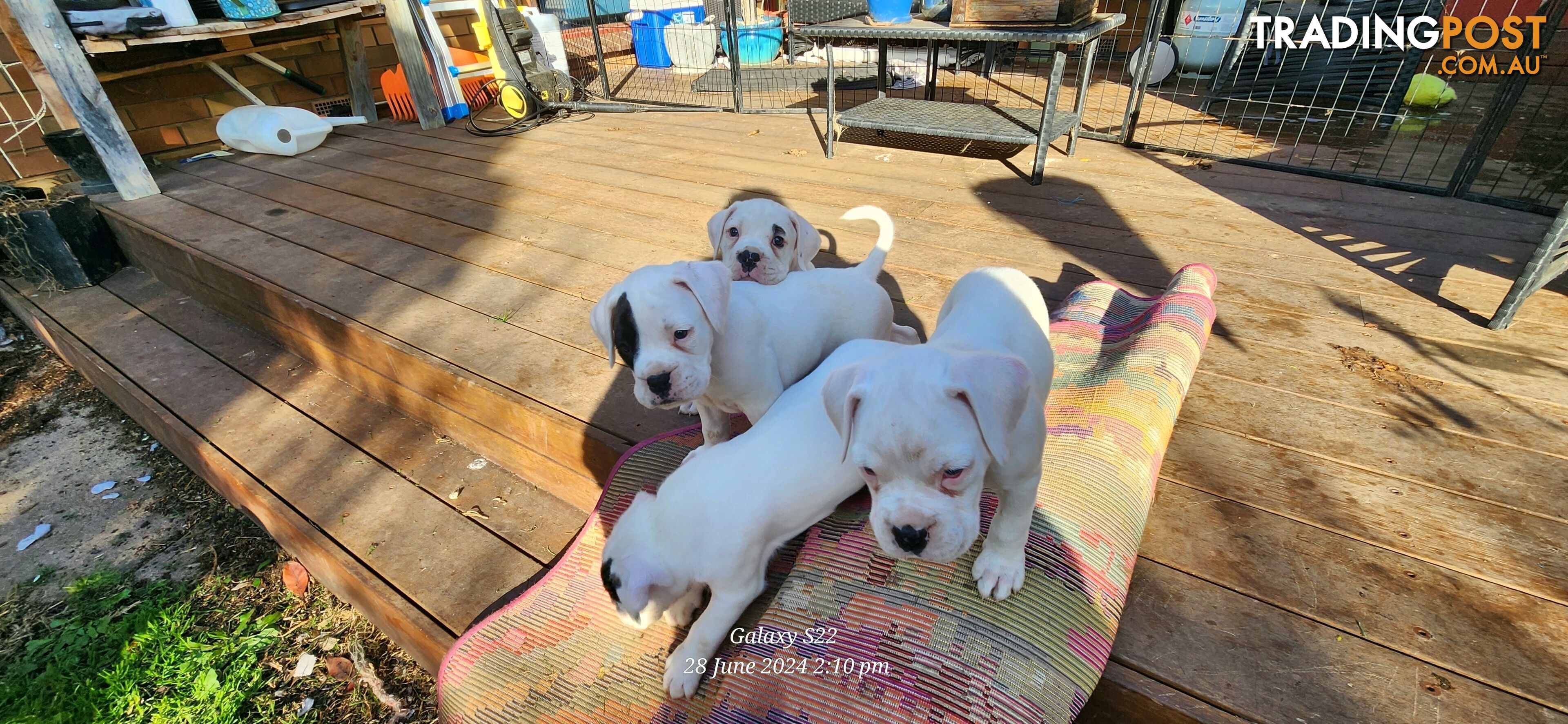 Pure bred White Boxer puppies