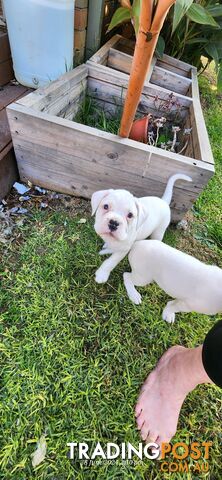 Pure bred White Boxer puppies