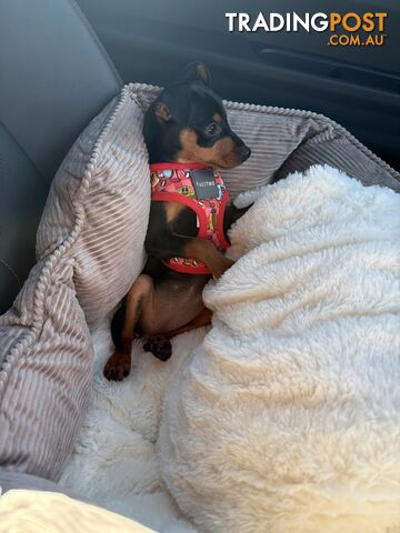 Purebred Female Puppy – Cages, Beds & Accessories Included