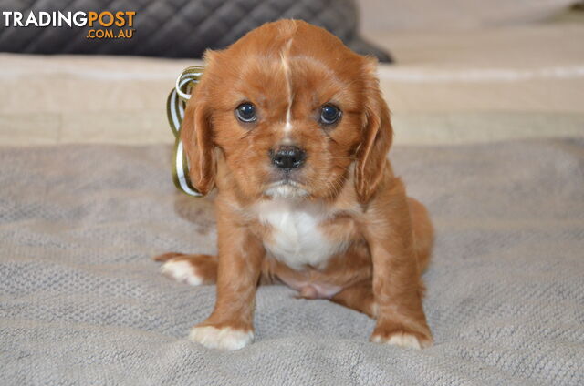 Cavalier King Charles Puppies For Sale SA