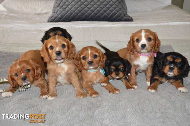 Cavalier King Charles Puppies For Sale SA