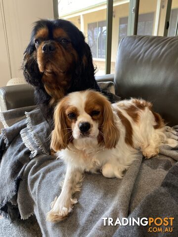 Cavalier King Charles Puppies For Sale SA