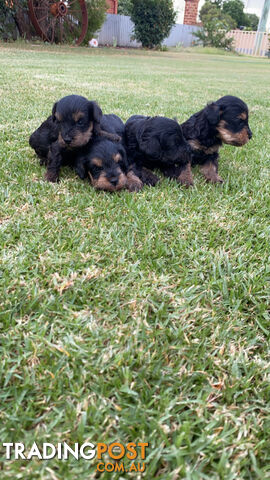 Toy Schnoodles