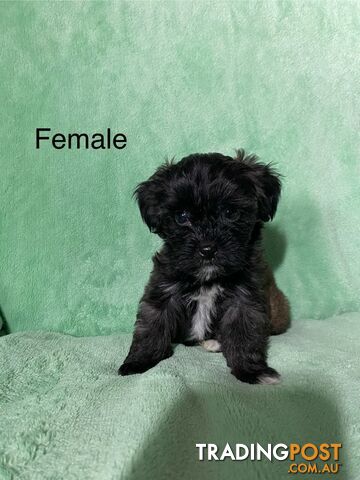 Shih tzu Maltese x poodle