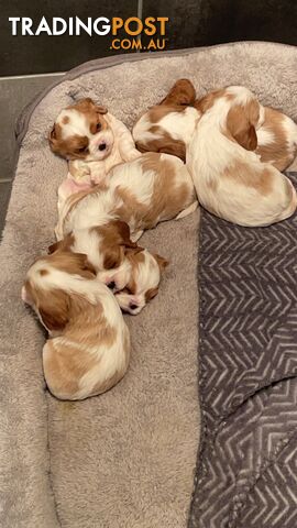 King Charles puppies for sale