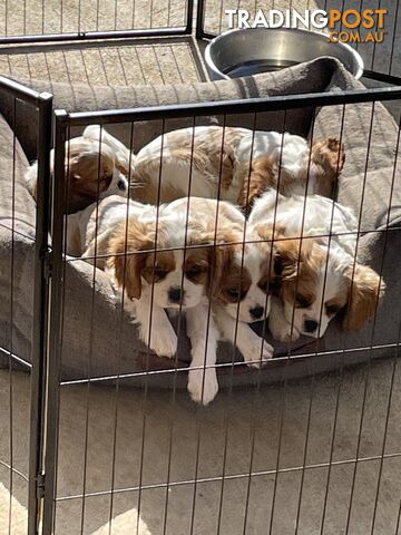 King Charles puppies for sale