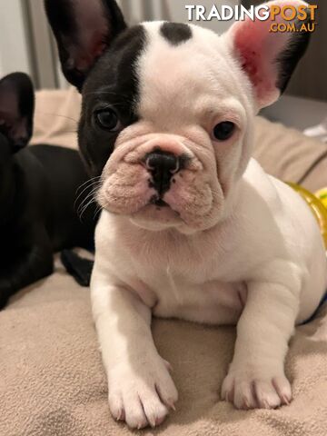 3 * French Bulldog Puppies