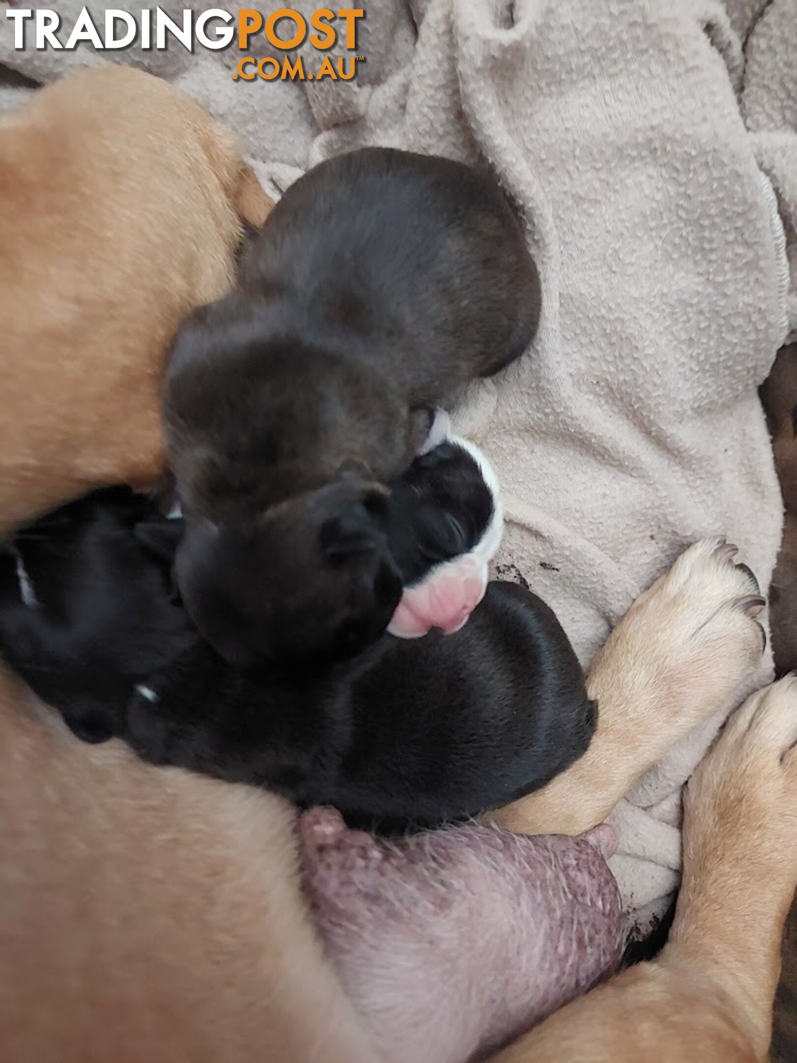 3 * French Bulldog Puppies