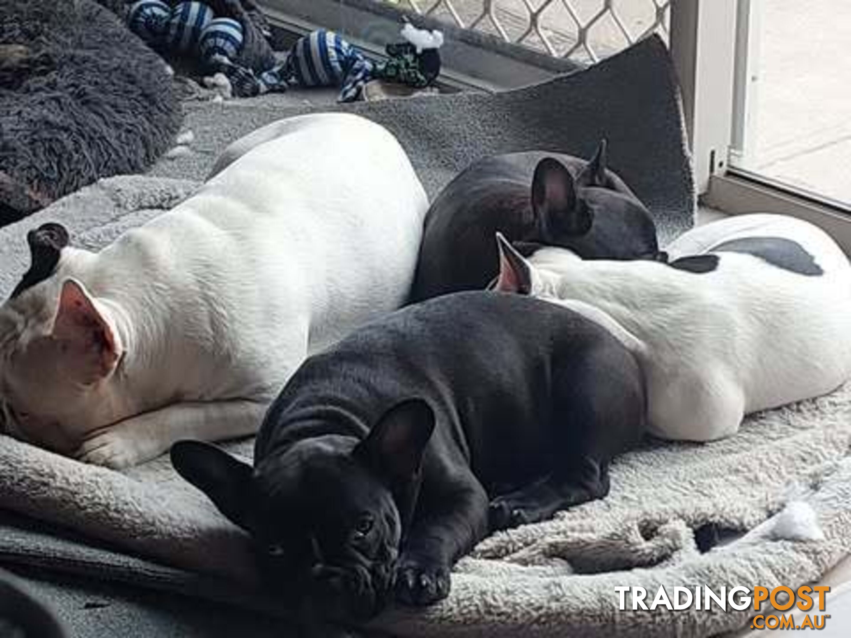 3 * French Bulldog Puppies