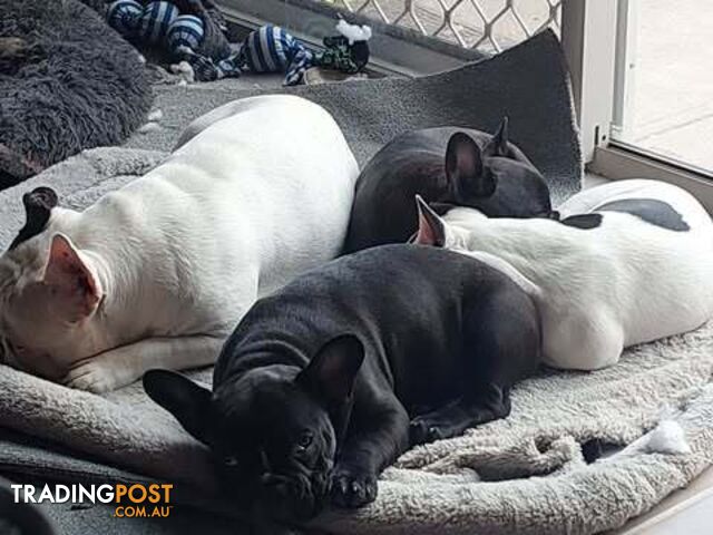 3 * French Bulldog Puppies