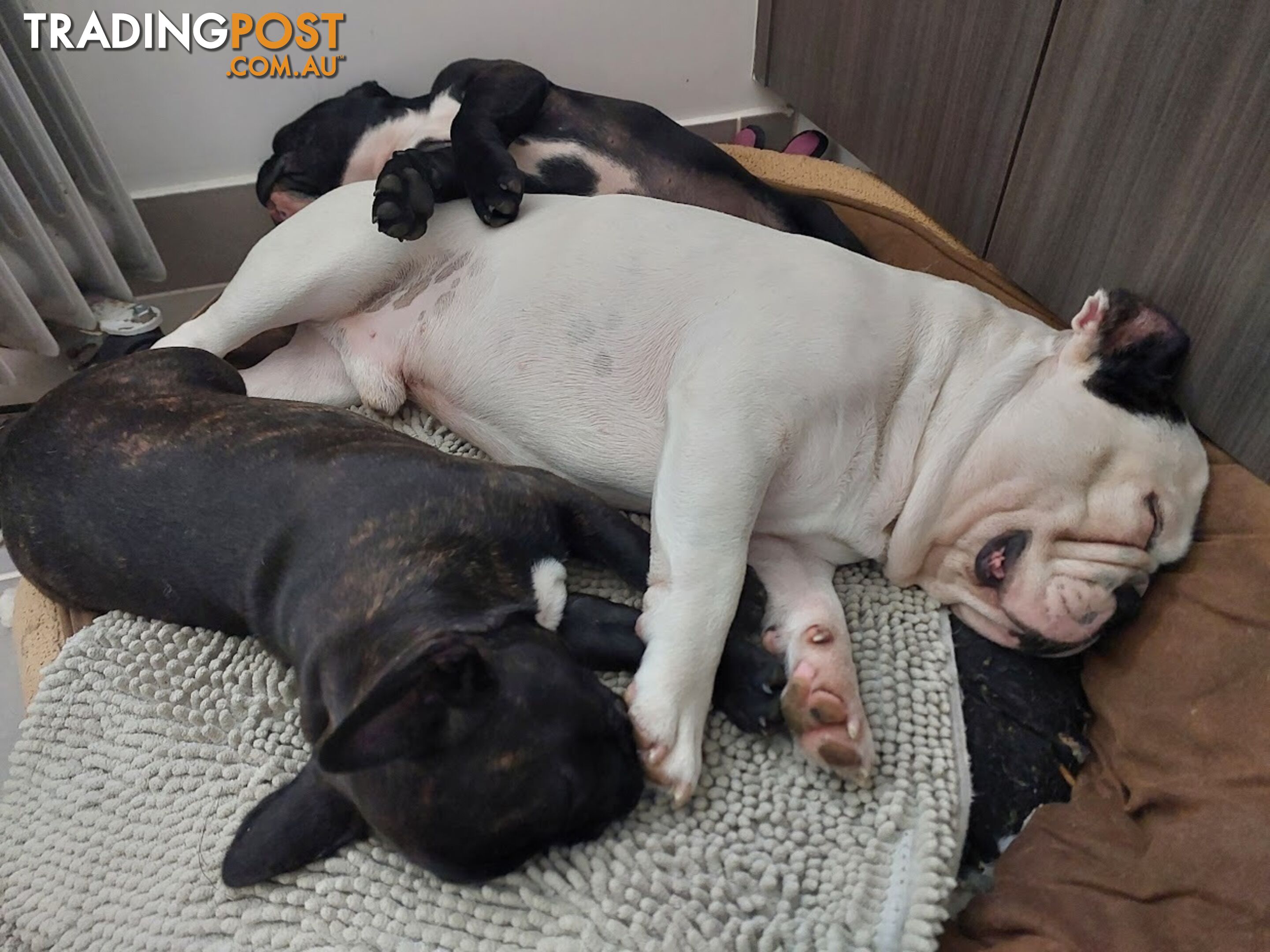 3 * French Bulldog Puppies