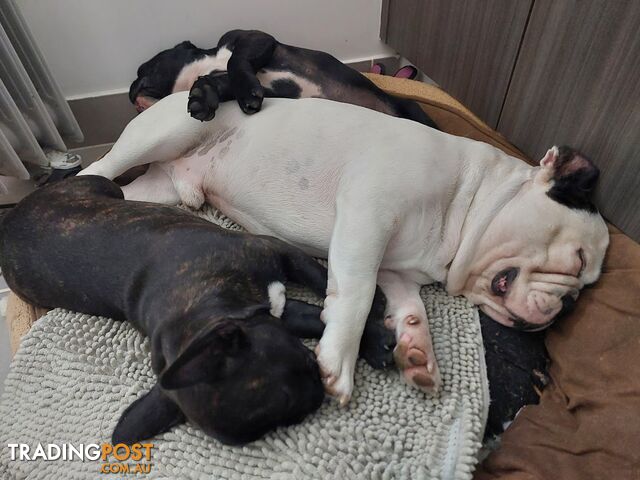 3 * French Bulldog Puppies