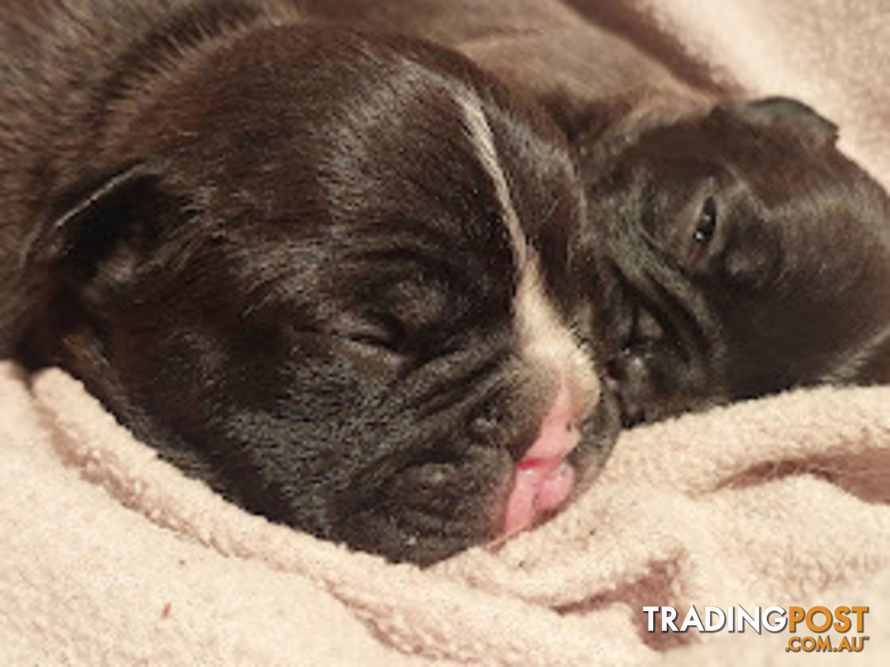 3 * French Bulldog Puppies