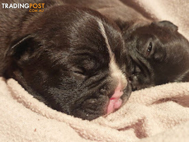 3 * French Bulldog Puppies