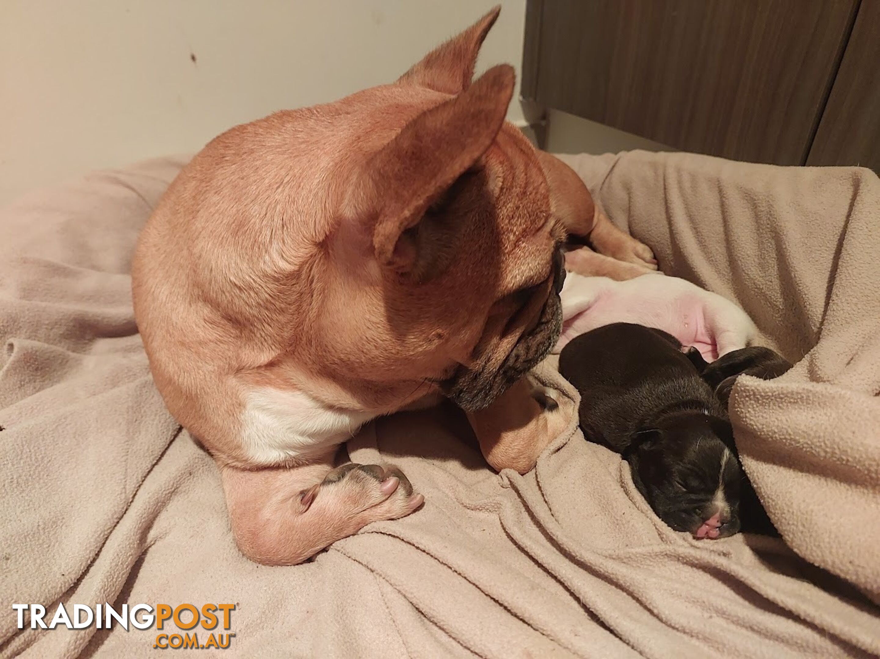 3 * French Bulldog Puppies