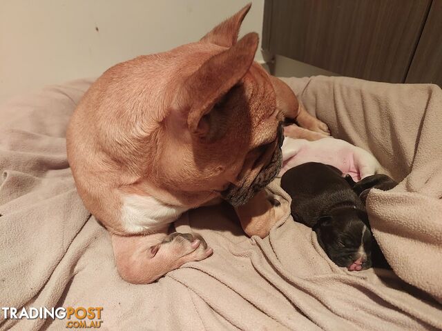 3 * French Bulldog Puppies