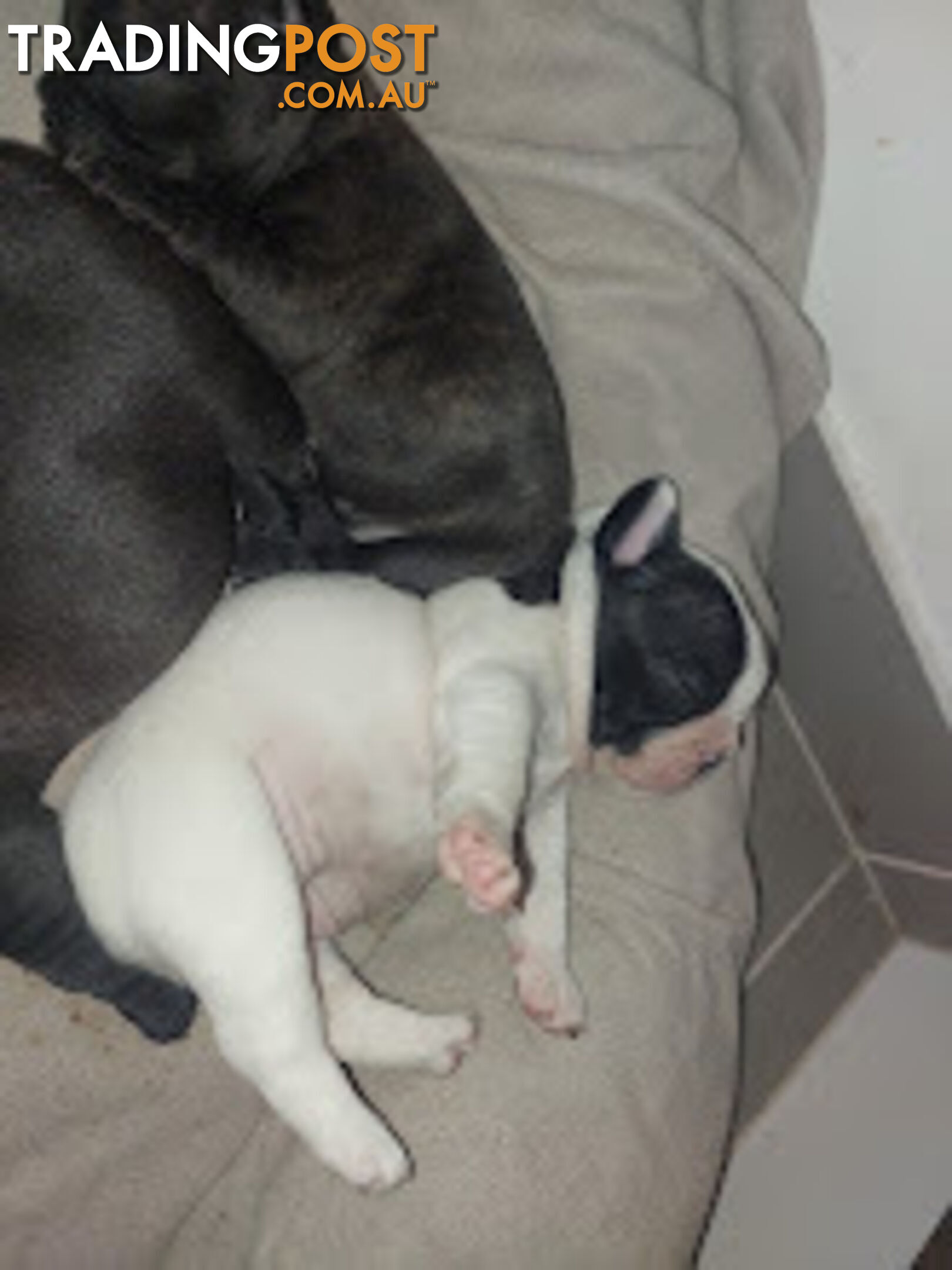 3 * French Bulldog Puppies