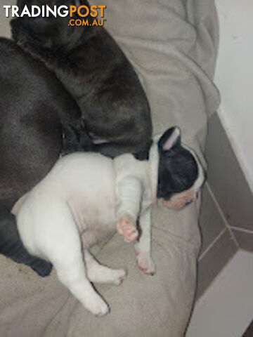 3 * French Bulldog Puppies