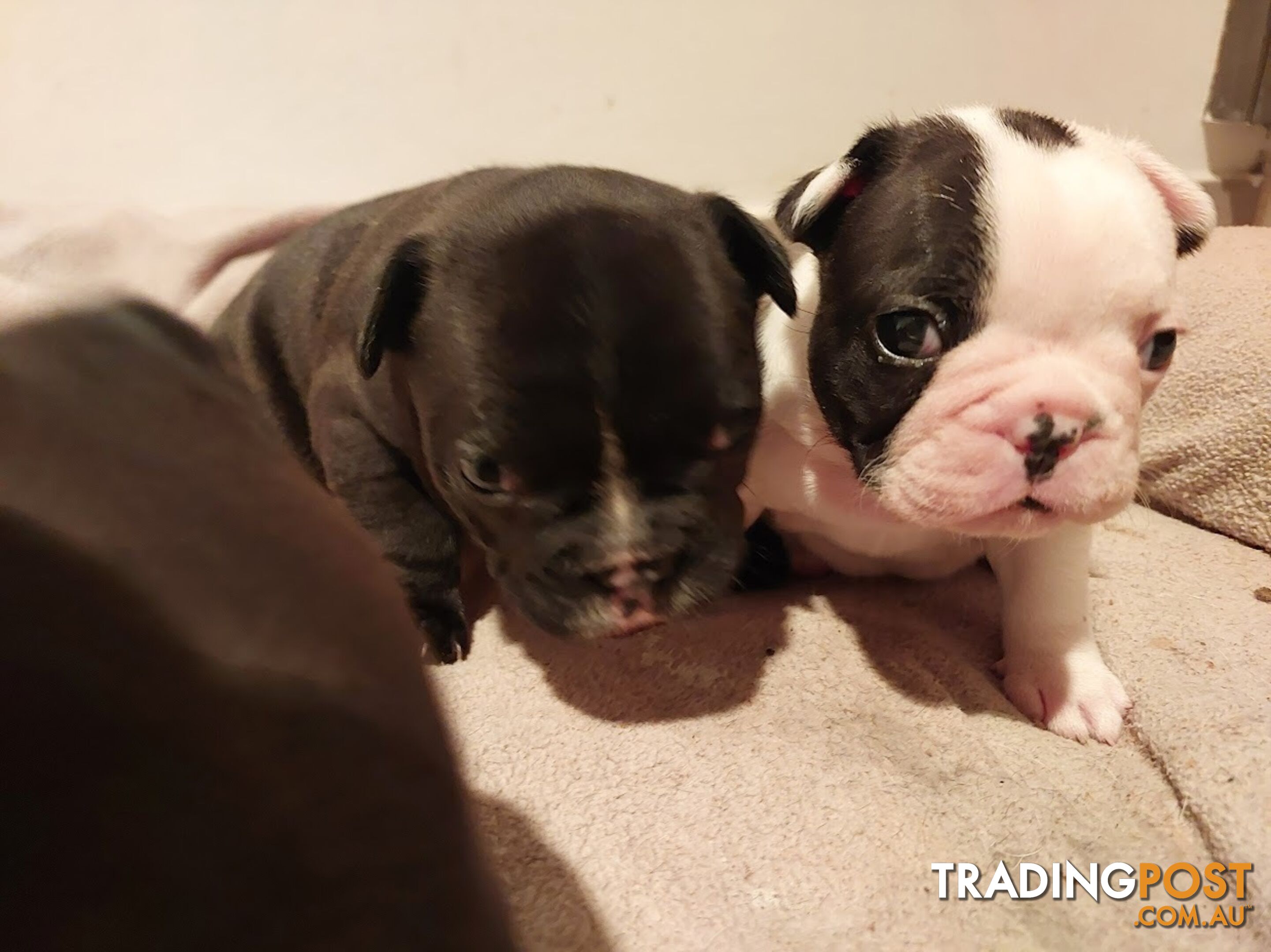 3 * French Bulldog Puppies