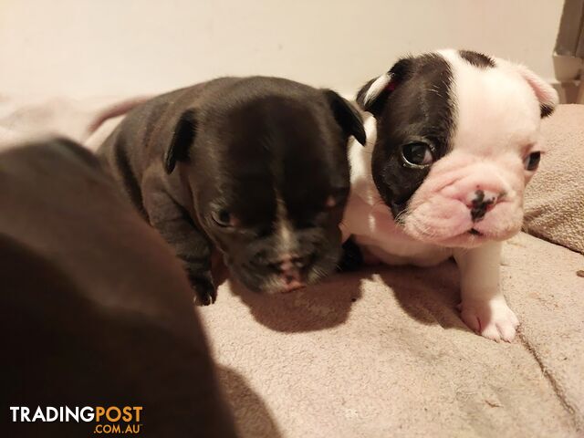 3 * French Bulldog Puppies