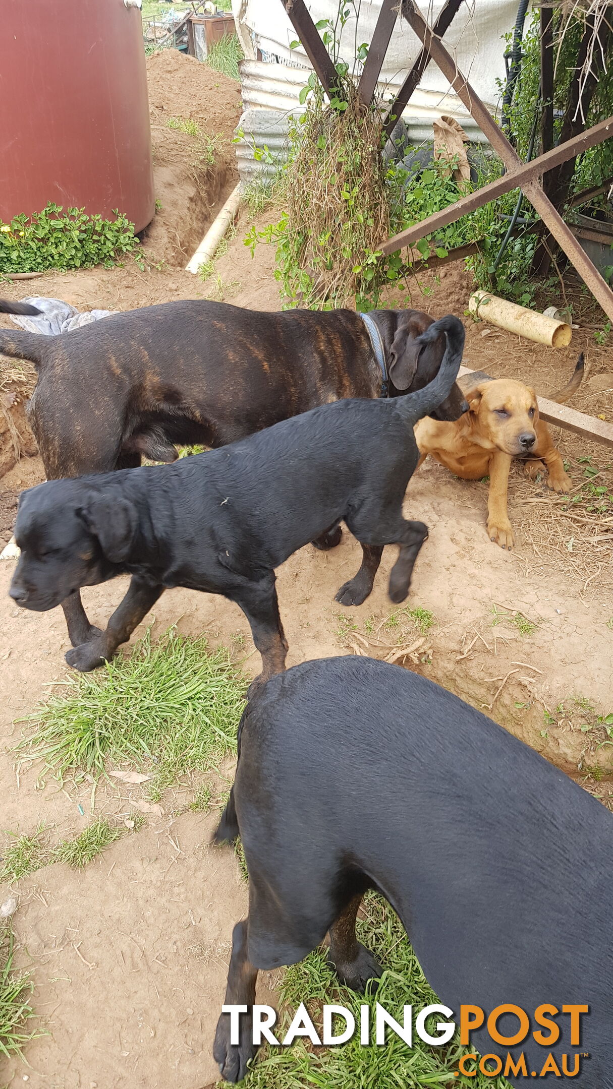 Rotweiler x Cane Corsa puppys