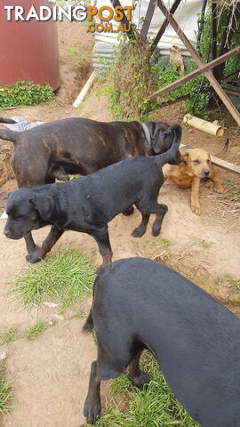 Rotweiler x Cane Corsa puppys