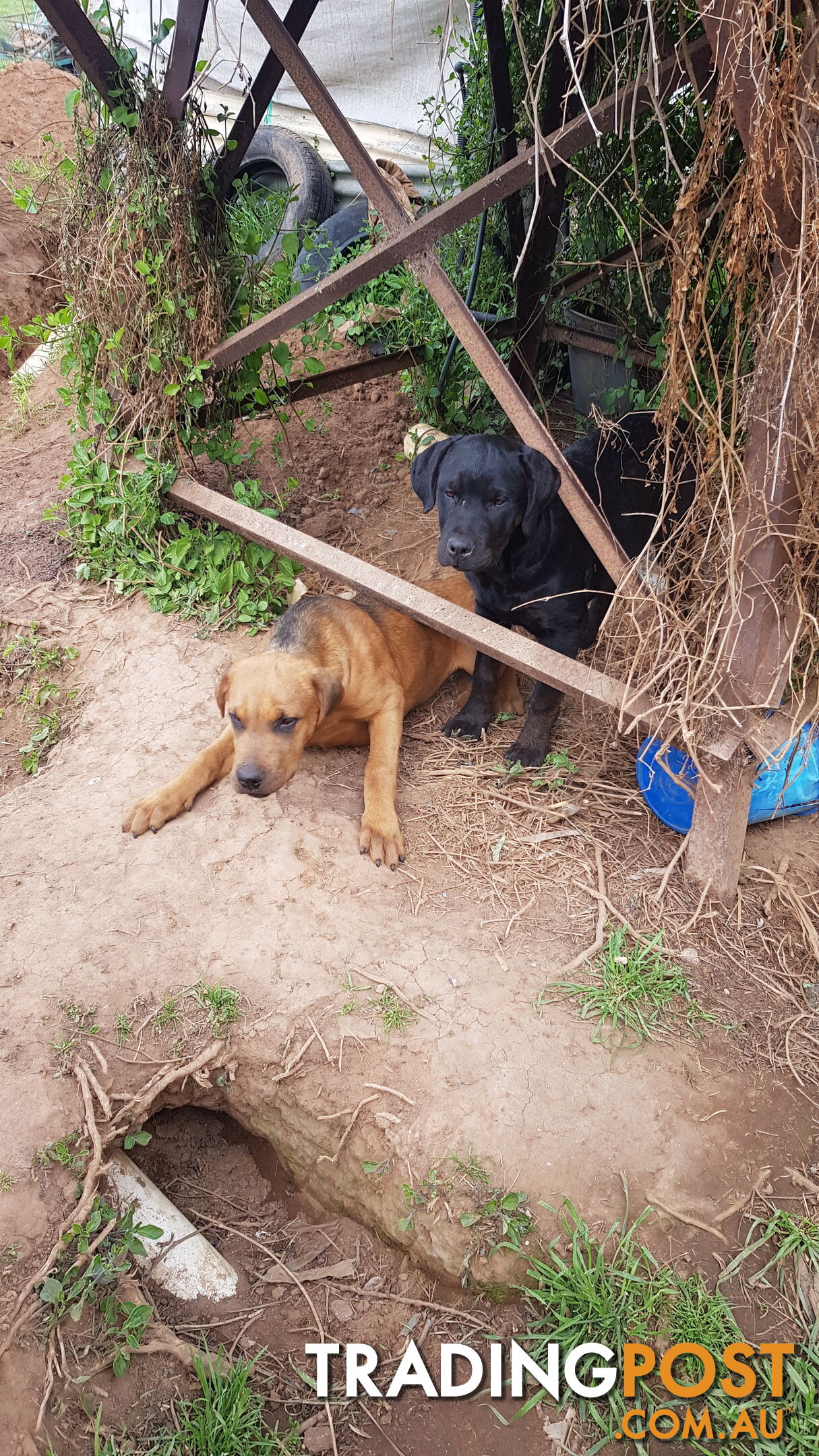 Rotweiler x Cane Corsa puppys